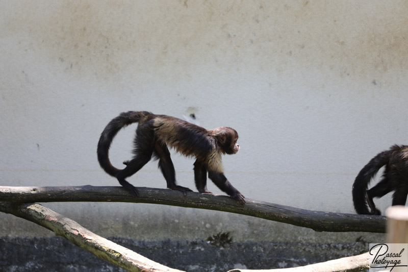 ZooParc de Beauval