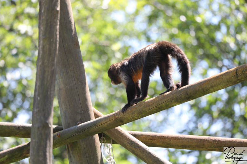 ZooParc de Beauval