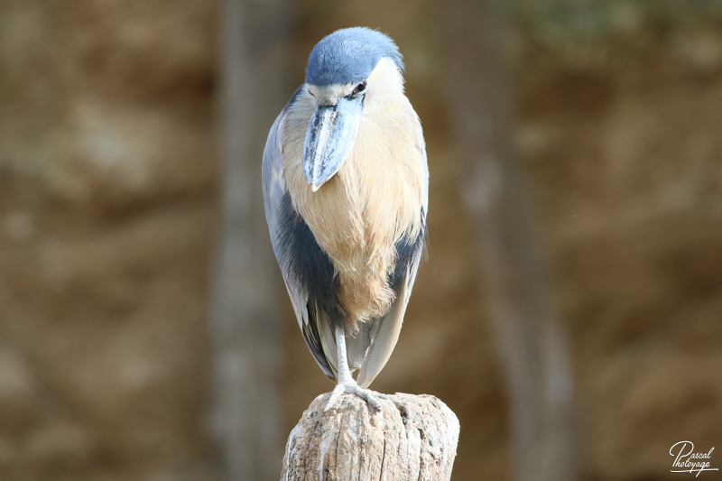 BioParc de Doué La Fontaine