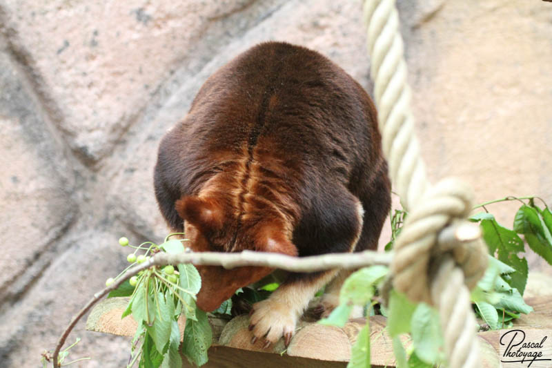 ZooParc de Beauval