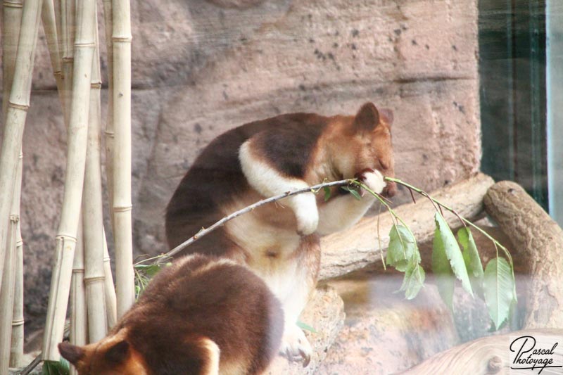 ZooParc de Beauval