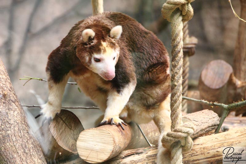 ZooParc de Beauval