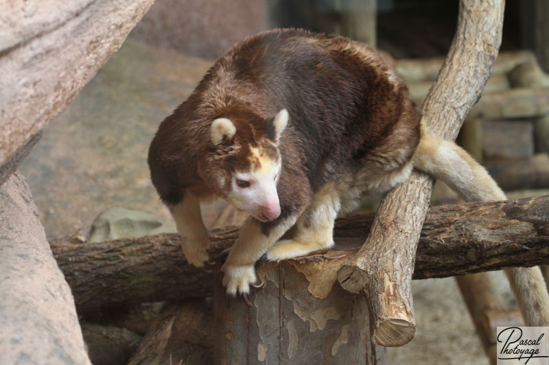 ZooParc de Beauval