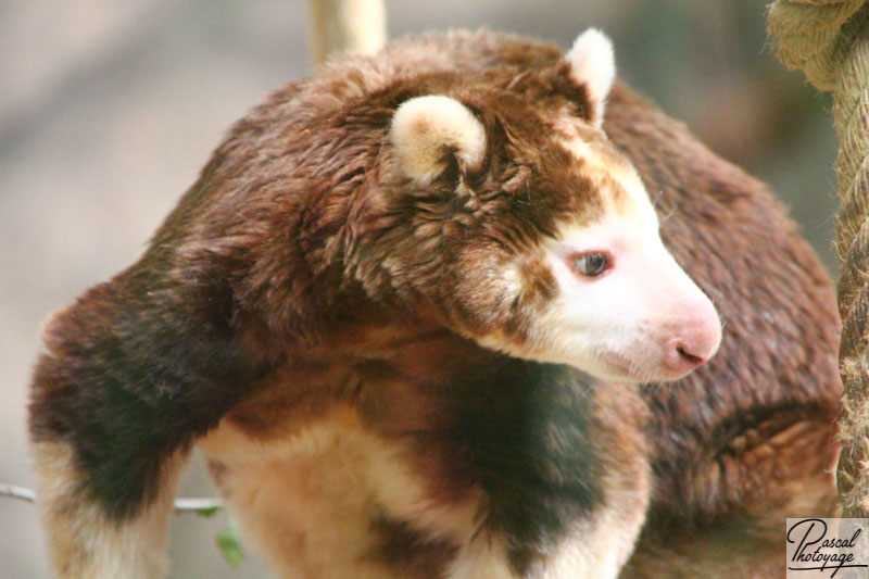 ZooParc de Beauval