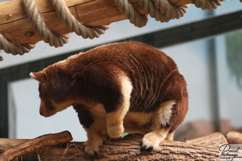 ZooParc de Beauval