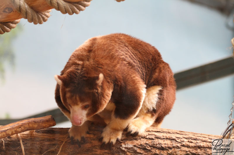 ZooParc de Beauval