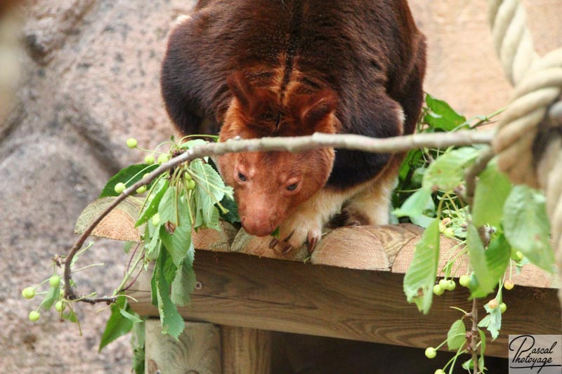 ZooParc de Beauval