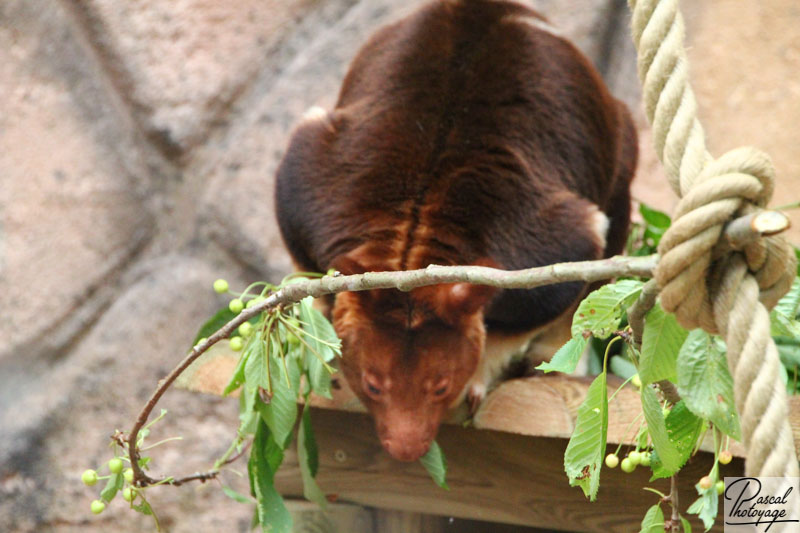 ZooParc de Beauval