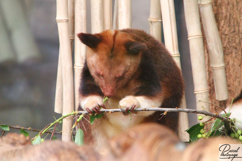 ZooParc de Beauval