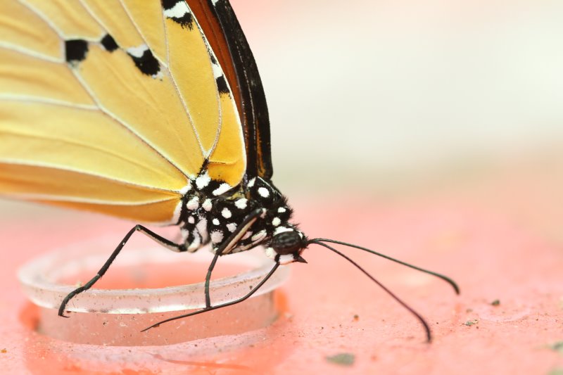 Serre aux papillons