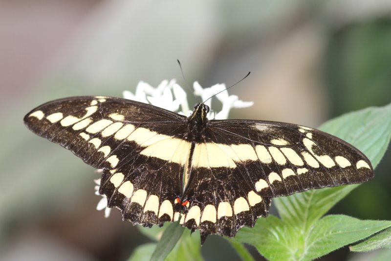 Serre aux papillons