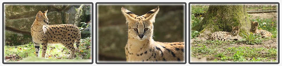 serval_accueil_fiche_animale_03_970x230px.jpg