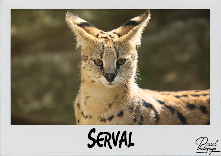 serval_polaroid_765x540px.jpg