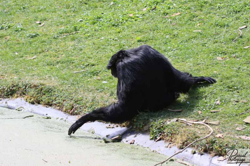 BioParc de Doué La Fontaine