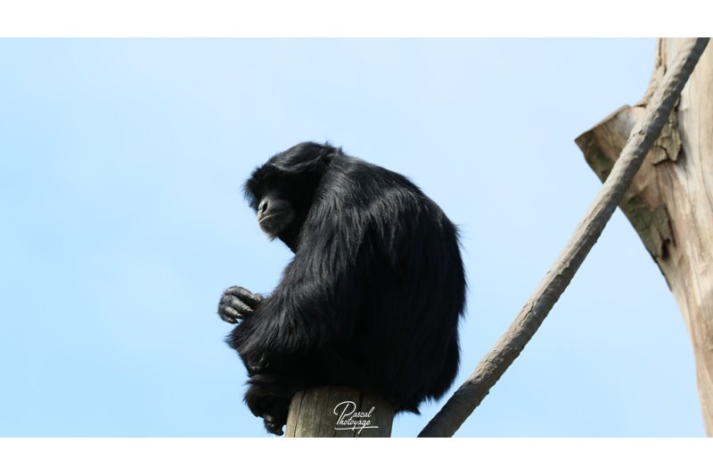 BioParc de Doué La Fontaine