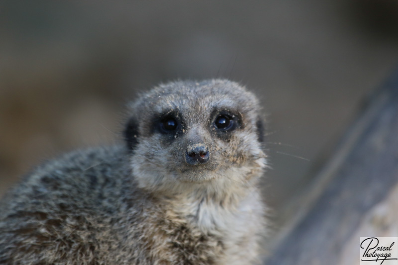 Suricate