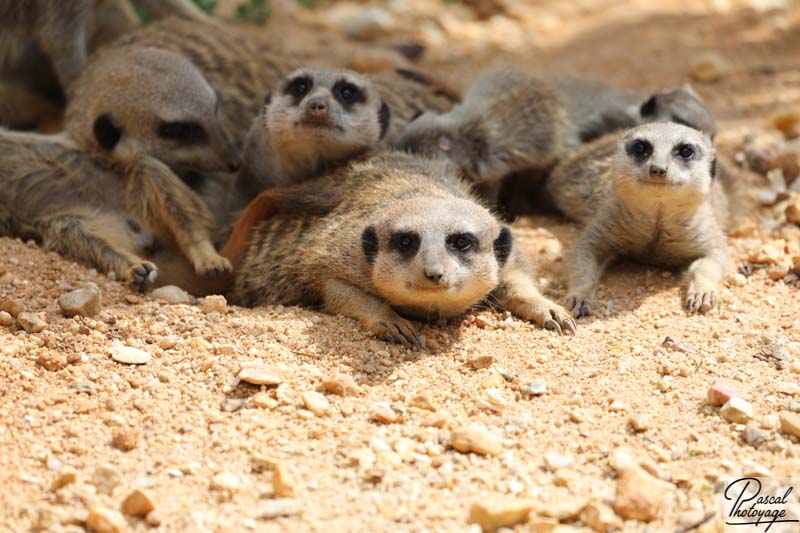 ZooParc de Beauval