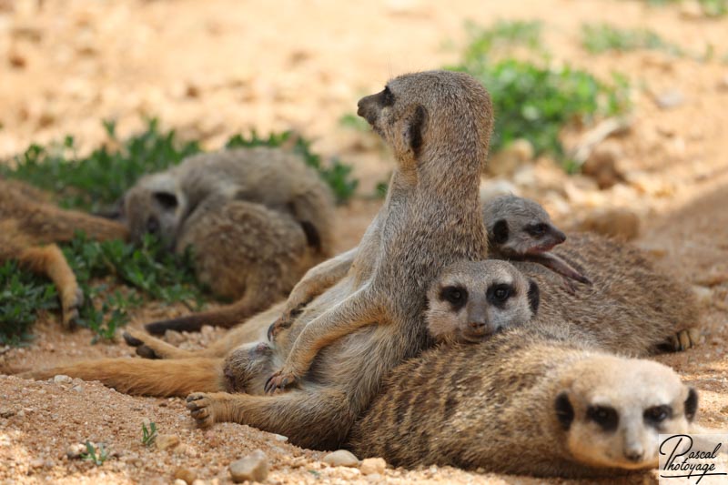 ZooParc de Beauval