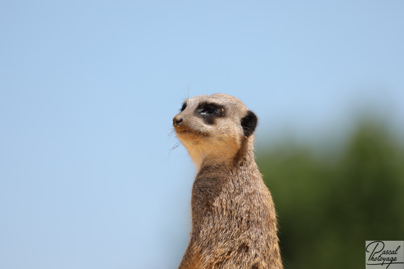 ZooParc de Beauval