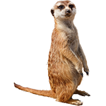 Suricates, Mangoustes