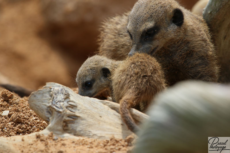 ZooParc de Beauval