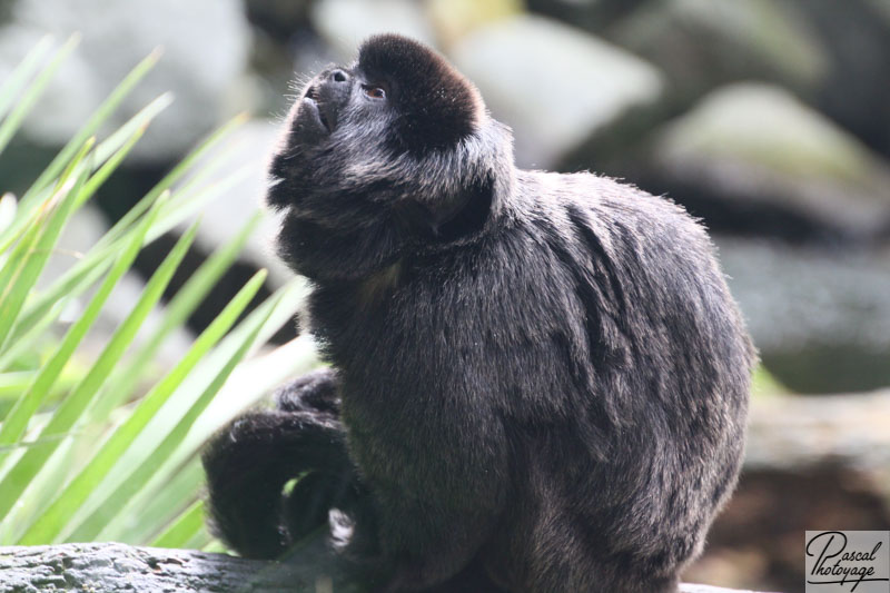 Zoo de La Flèche