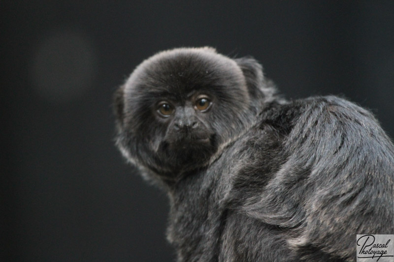 Parc zoologique de Paris