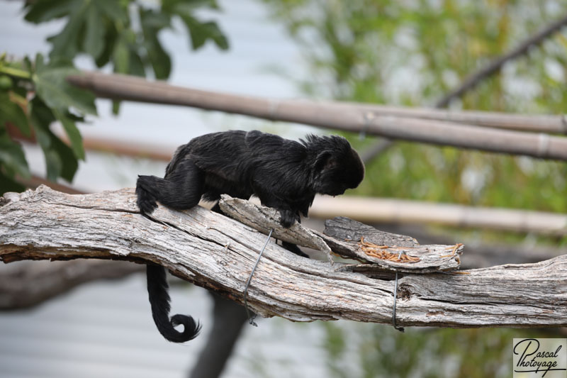 La terre des singes