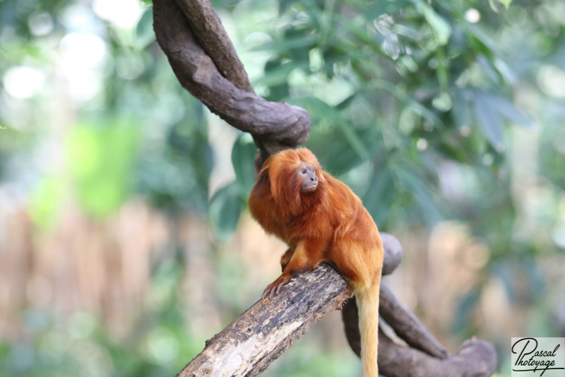 ZooParc de Beauval