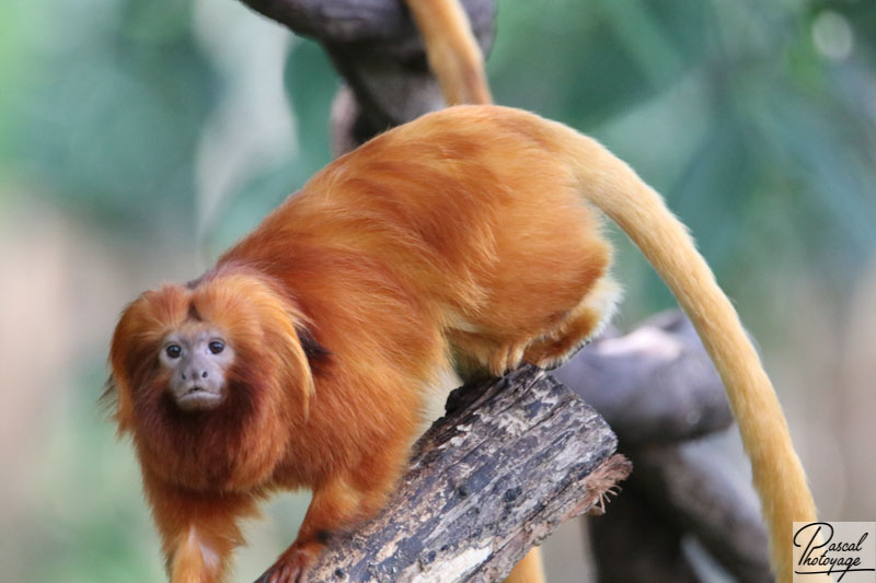 ZooParc de Beauval