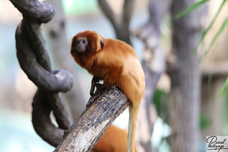 ZooParc de Beauval