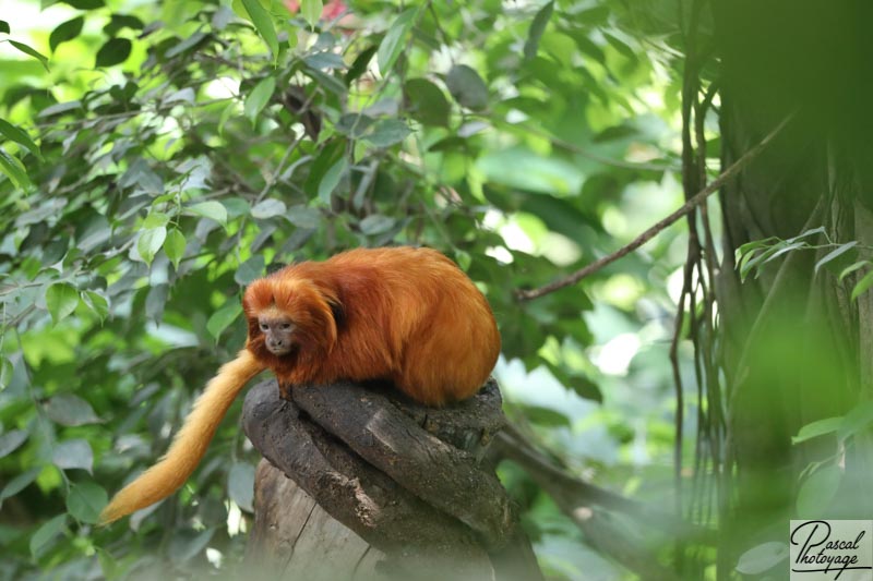 ZooParc de Beauval