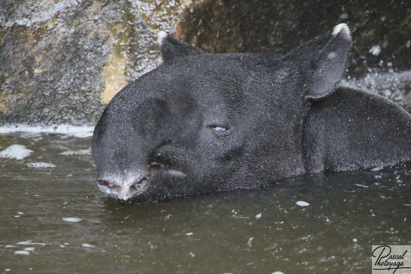 Tapir