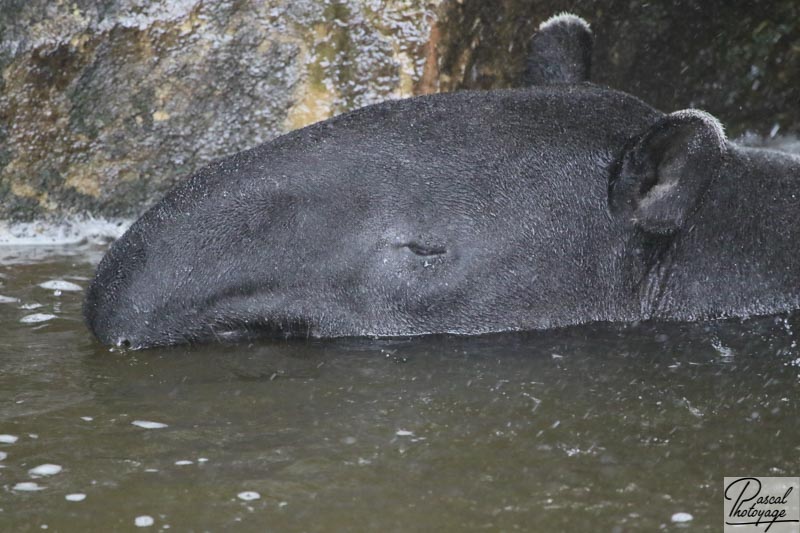 ZooParc de Beauval