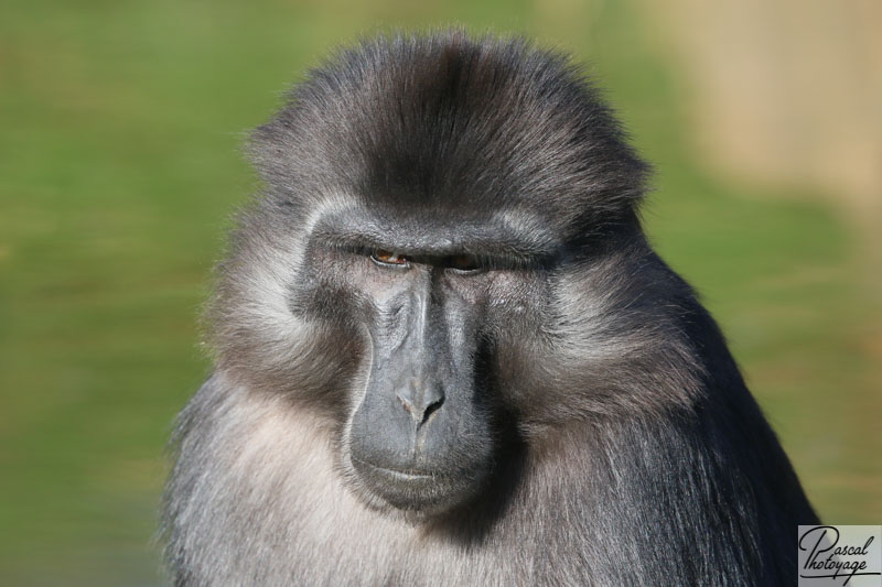 Macaque de Tonkean
