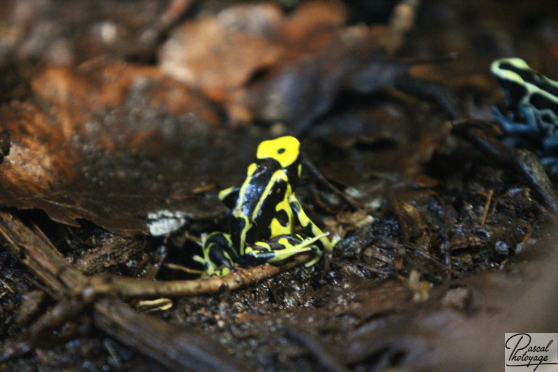 Dendrobates tinctorius regina