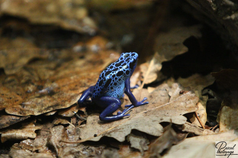 Denbrodates tinctorius azureus