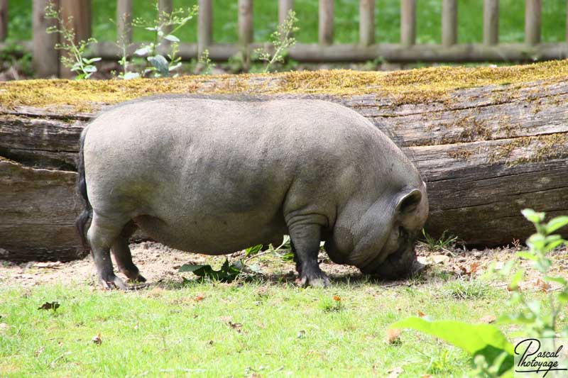 Cochon du Vietnam