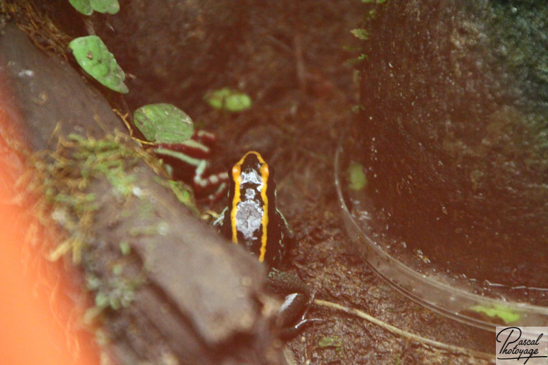 Phyllobates vittatus