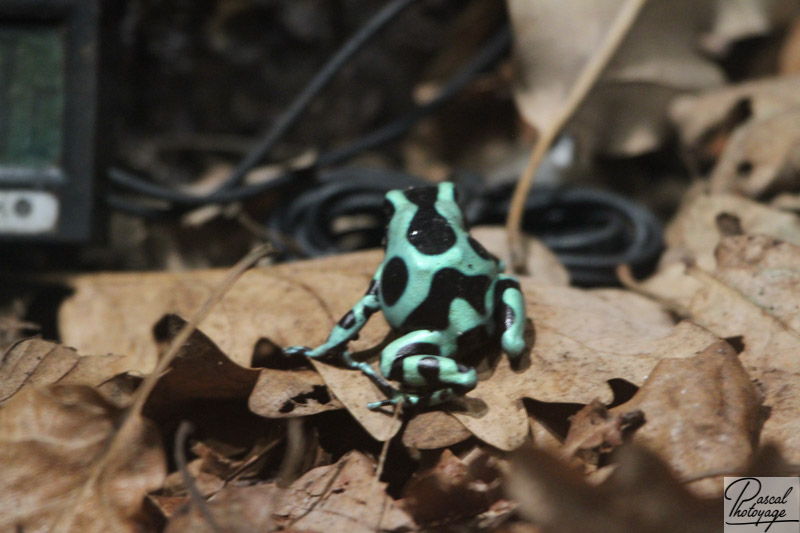 Dendrobates auratus