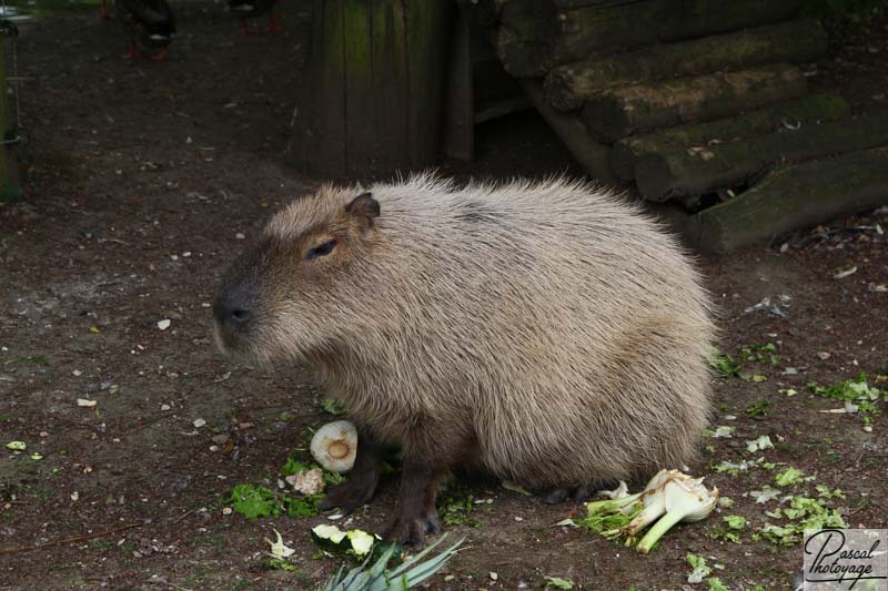 Capybara