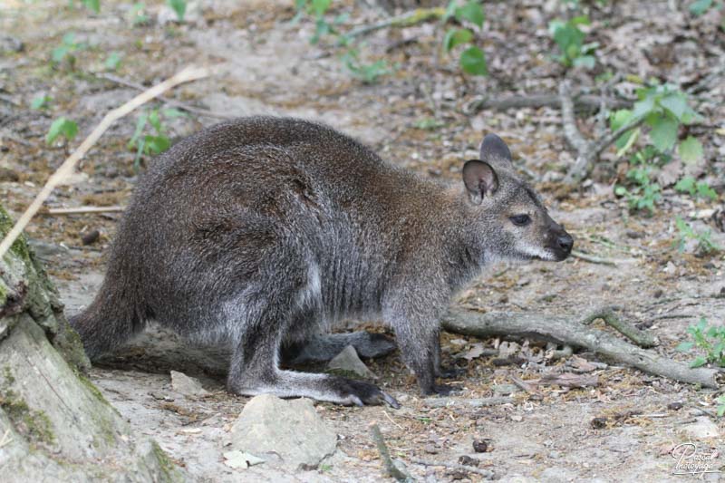 Wallaby de Bennett