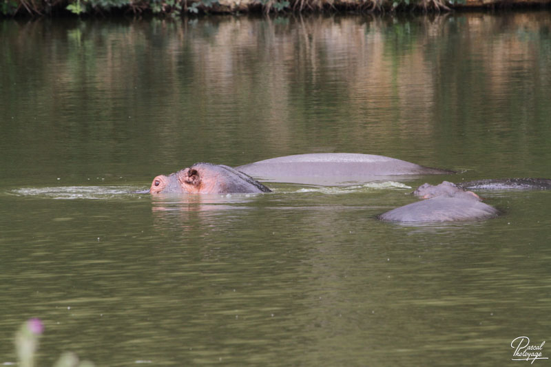 ZooSafari de Thoiry