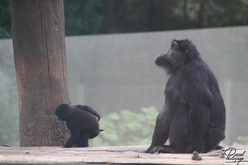 ZooSafari de Thoiry