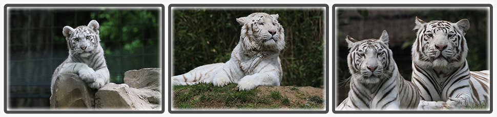 Le tigre blanc