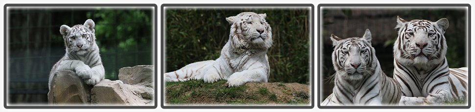 tigre_blanc_accueil_fiche_animale_03_970x230px.jpg