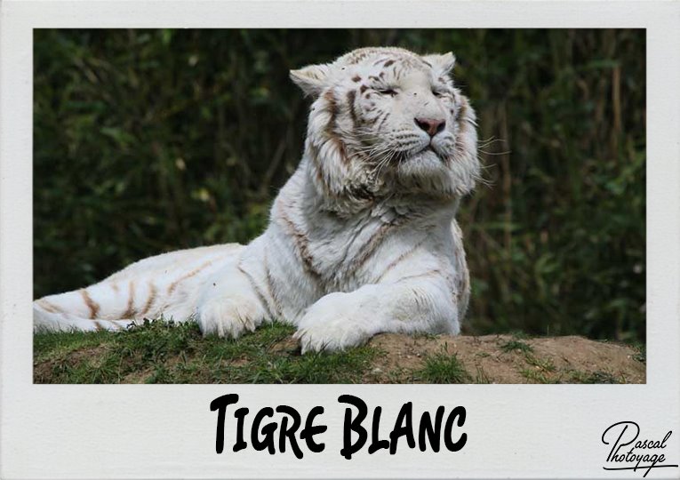 tigre_blanc_polaroid_765x540px.jpg