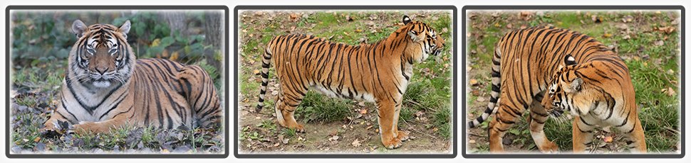 tigre_de_malaisie_accueil_fiche_animale_03_970x230px.jpg