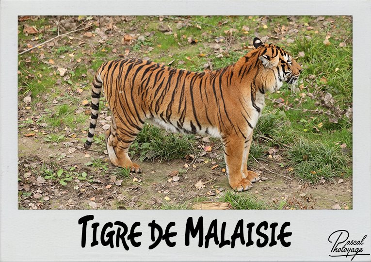 tigre_de_malaisie_polaroid_765x540px.jpg