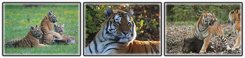 tigre_de_siberie_accueil_fiche_animale_03_970x230px.jpg